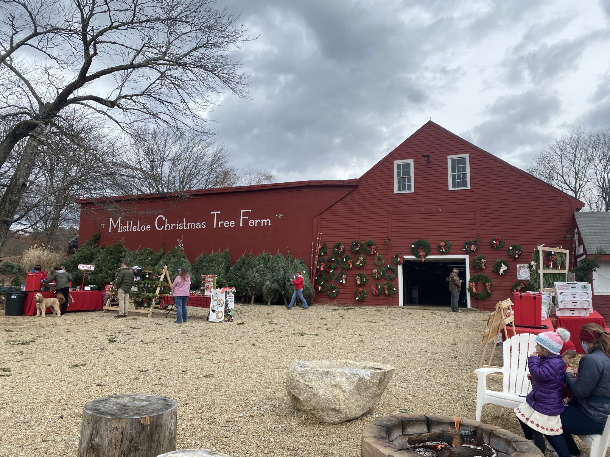 It’s beginning to look a lot like Christmas Christmas Tree Farm fun